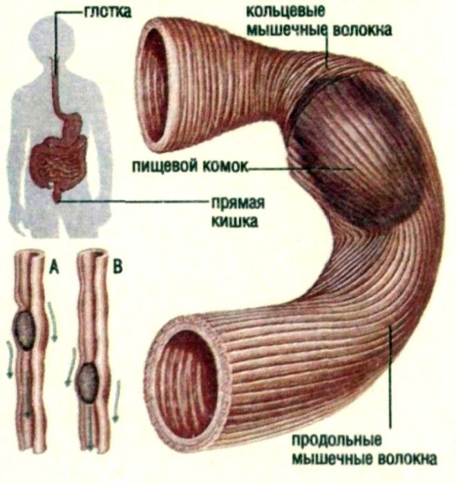 Перистальтика