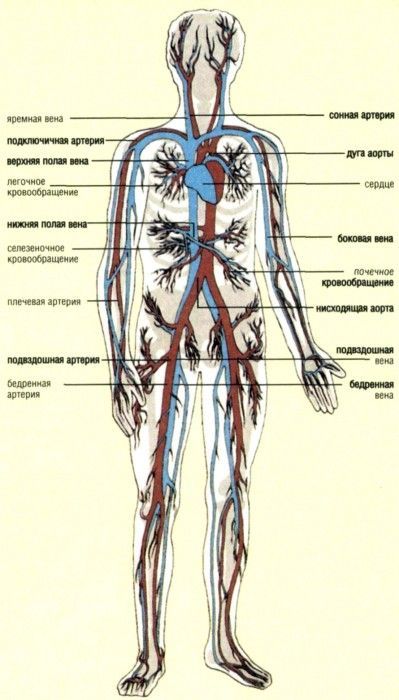 Сердечно-Сосудистая Система