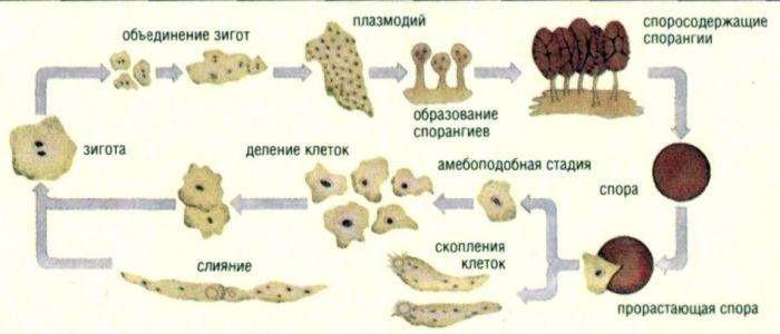 Слизевики