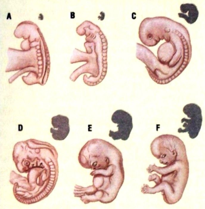 Эмбрион